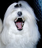 CadeauBigMouth