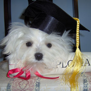 Cadeau PuppyK Grad