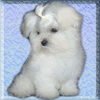 Cadeau Puppy
