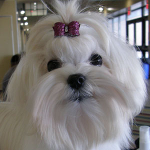Cadie1stShow