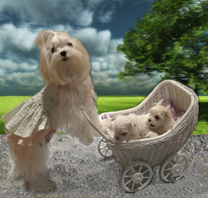 Cadie Pushing Pram