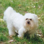 Clancy