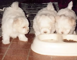 Cloud and Littermates