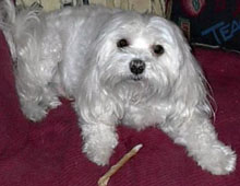 Cloud Chewstick