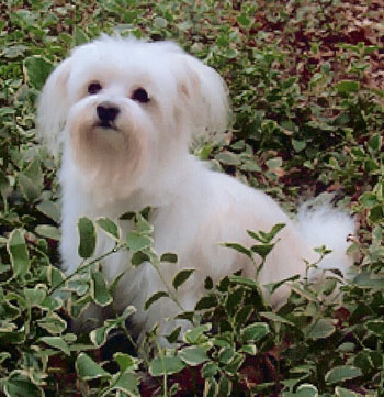 Clouseau in Ivy