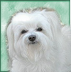 Clouseau Squinting