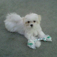 Codie Puppy