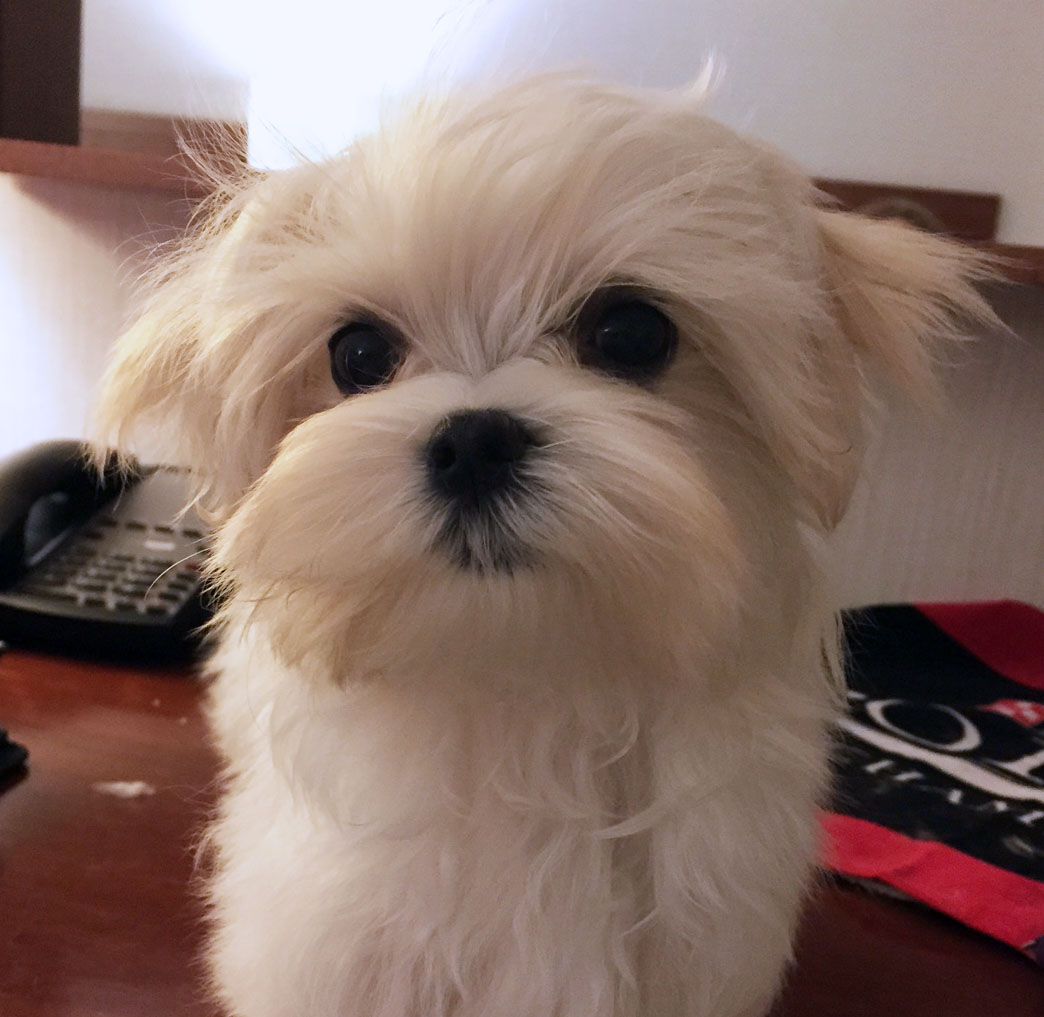 Nico