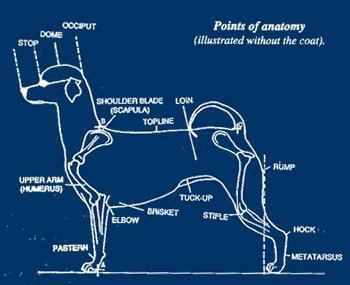 Anatomy